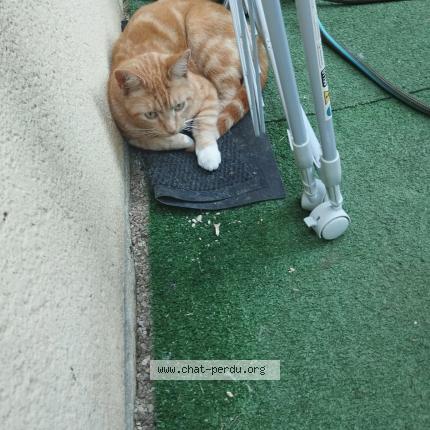 Photo 1/1 Found cat Found in Auxerre