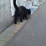 Picture of cat found at Marcq En Baroeul