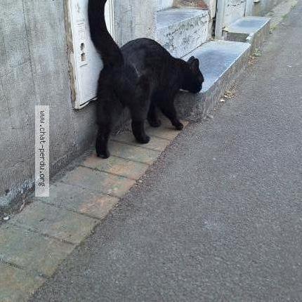 Photo 1/3 Cat reunited Found in Marcq en baroeul