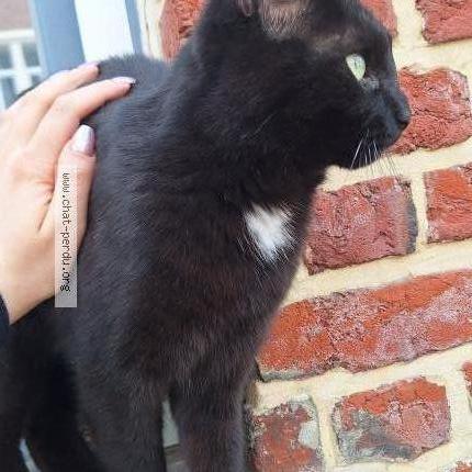 Photo 2/3 Cat reunited Found in Marcq en baroeul