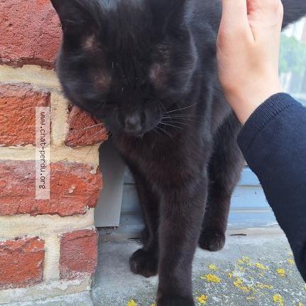 Photo 3/3 Cat reunited Found in Marcq en baroeul