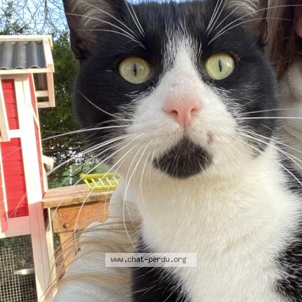 Photo 1/1 Minou Chat lost in Salies de bearn