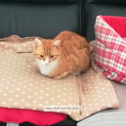 Photo 1/1 Bonhomme Chat lost in Rouen