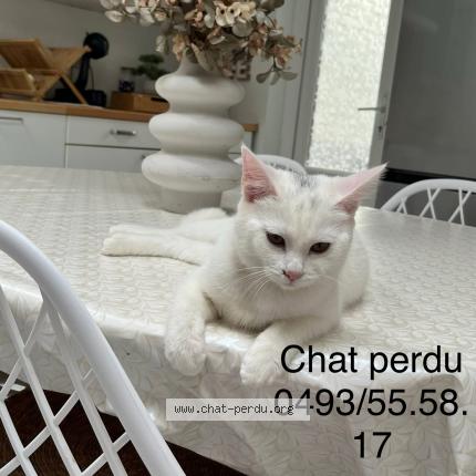 Foto 1/1 Kat teruggevonden Vermist in Souvret