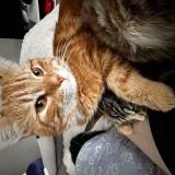 Picture of cat lost at Langrune Sur Mer