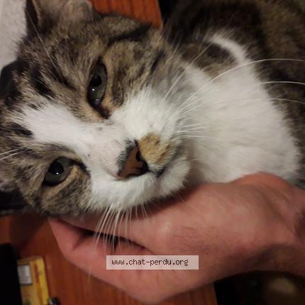 Photo 1/1 Filou Chat lost in Toulouse