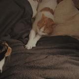 Picture of cat lost at Hirson