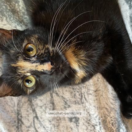 Photo 1/1 PRALINE Chat lost in Trainou