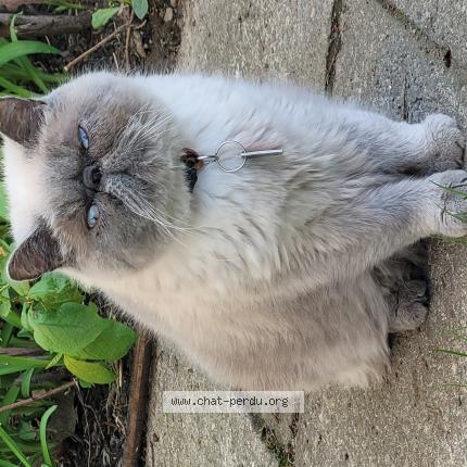 Photo 1/1 Litchie Chat lost in Longueuil