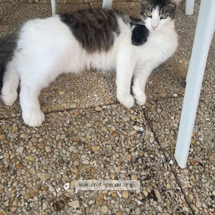 Photo 1/1 Fuji Chat lost in Ferriere