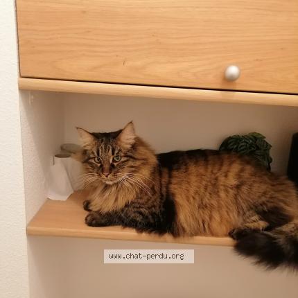 Photo 1/1 Charon Chat lost in Ploemel