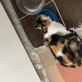 Picture of cat lost at Le Kremlin Bicetre