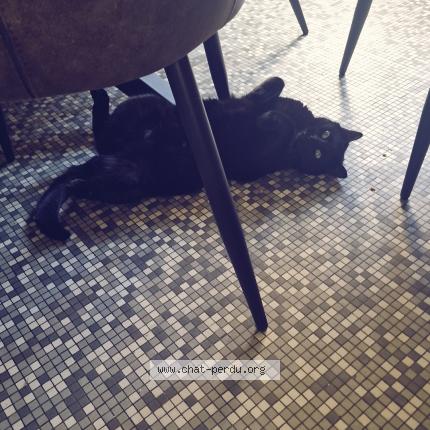 Foto 1/1 Kat teruggevonden Vermist in Flemalle