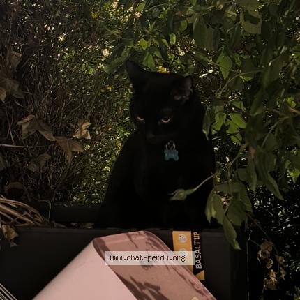 Photo 1/1 Raïki Chat lost in Montgeron