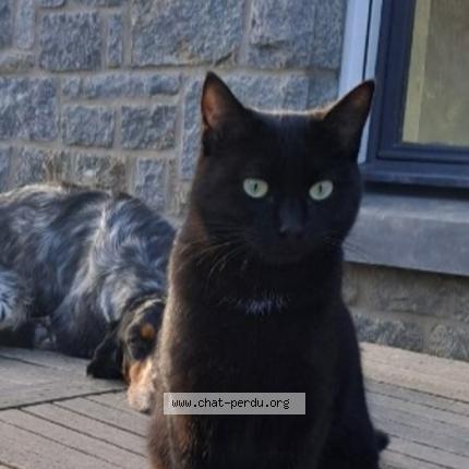 Photo 1/2 Vaina Chat lost in Pledran