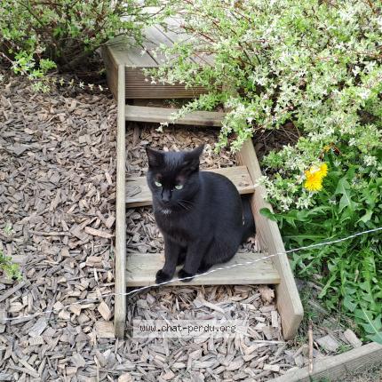 Photo 2/2 Vaina Chat lost in Pledran