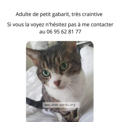 Photo 1/1 Bulma Chat lost in Jassans riottier