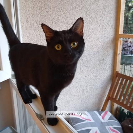 Photo 1/1 Vera Chat lost in Longvic