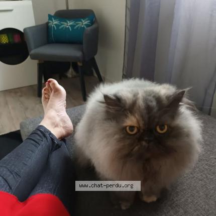 Photo 1/1 Lily Chat lost in Sautron