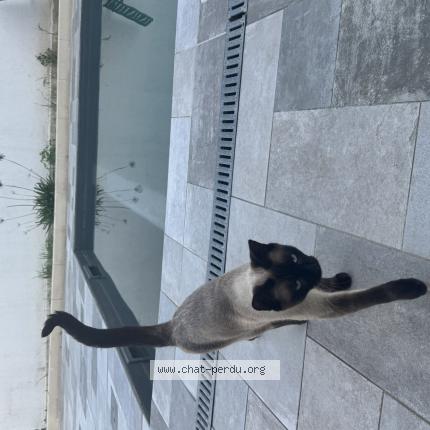 Photo 1/1 kiko Chat lost in Lyon