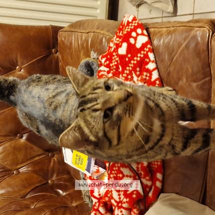 Photo 1/1 Choochoo Chat lost in Bollendorf pont