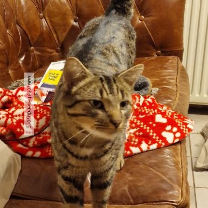 Foto 1/1 Choochoo Katze verloren in Bollendorf Pont