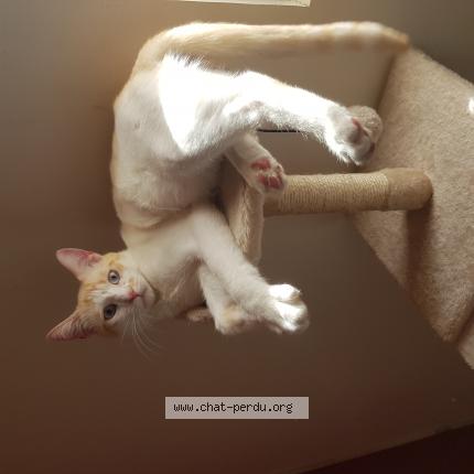 Photo 1/1 Simba Chat lost in Lavaur