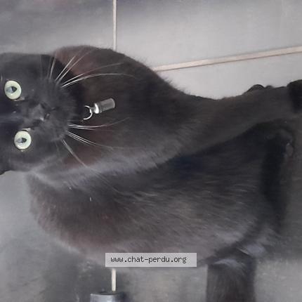 Photo 1/1 Auguste Chat lost in Le barcares