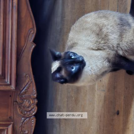 Photo 1/1 Found cat Found in Saint girons