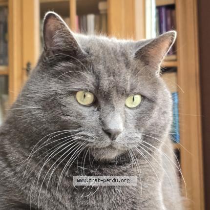 Photo 1/1 Poupouss Chat lost in Namur