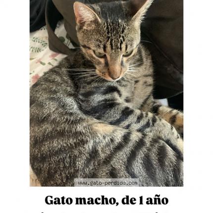 Photo 1/1 Whiskey Chat lost in Carrasco