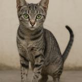 Picture of cat lost at Corbas