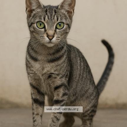 Photo 1/1 SAMBA Chat lost in Corbas