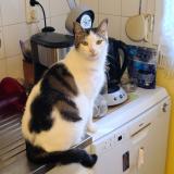 Picture of cat lost at Saint Goazec