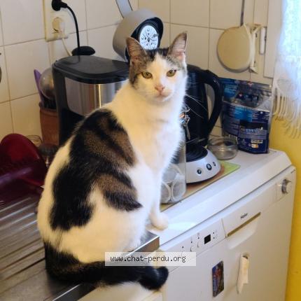 Photo 1/1 Neron Chat lost in Saint goazec