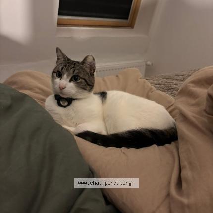 Photo 1/1 Bruno Chat lost in Coudekerque branche