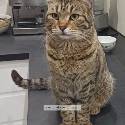 Photo 1/1 Filette Chat lost in Saint aignan grand lieu