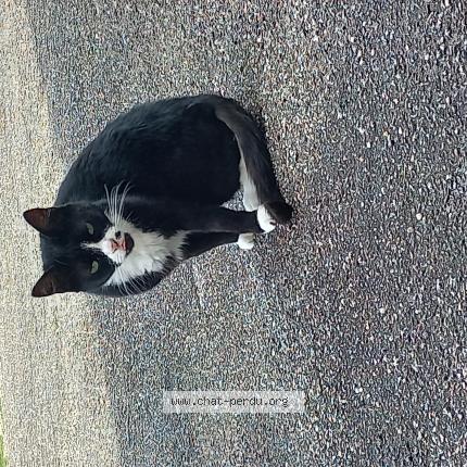 Photo 1/1 Fripouille Chat lost in Rochechouart