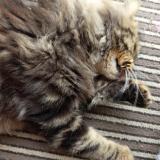 Picture of cat lost at Saint Antoine De Ficalba