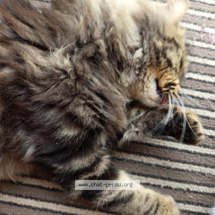 Photo 1/1 Snow Chat lost in Saint antoine de ficalba