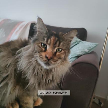 Photo 1/1 Soleil Chat lost in Les arcs