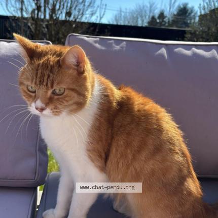 Photo 1/1 Oliver Chat lost in Wavrin