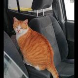 Picture of cat lost at St Julien L Ars