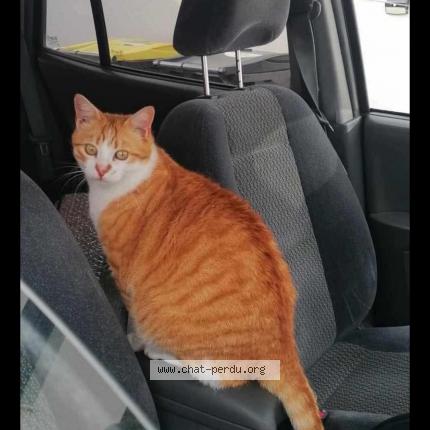 Photo 1/1 Harry Chat lost in St julien l ars