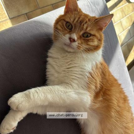 Photo 1/1 Oliver Chat lost in Wavrin