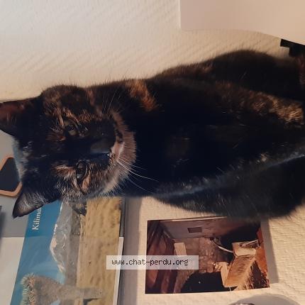 Photo 1/1 Jacqueline MOREAU TALBERT Chat lost in Chanceaux sur choisille