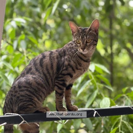 Photo 1/1 Romy Chat lost in Montpellier