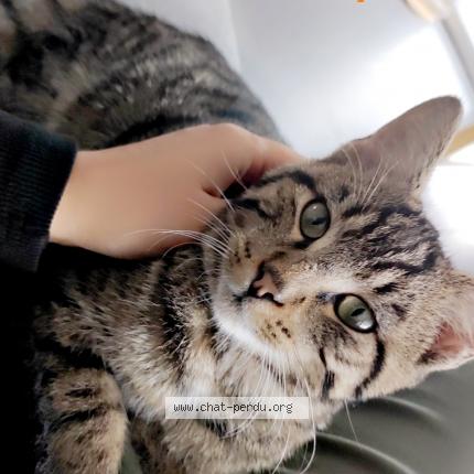 Photo 1/1 Simba Chat lost in Chaumercenne