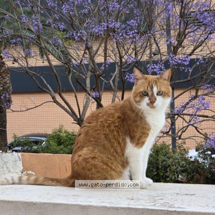 Photo 1/1 Imbyr Chat lost in Denia