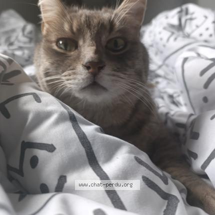 Photo 1/2 Silver Chat lost in Savenay